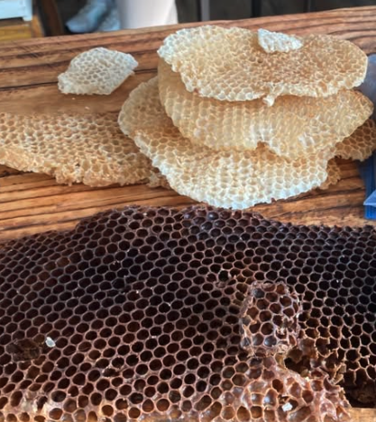 Photo 3 for Bee Keeping - All About Pollinators