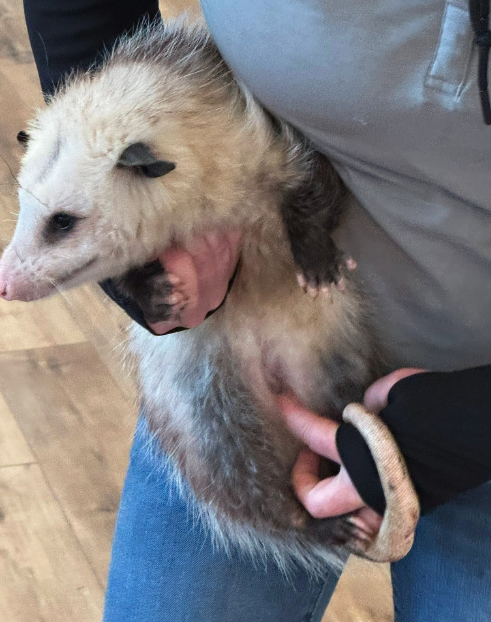 Photo 3 for Hand Me Down Zoo - Visit from Exotic Animals